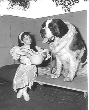 At the dog show Lad does an amazing job. 