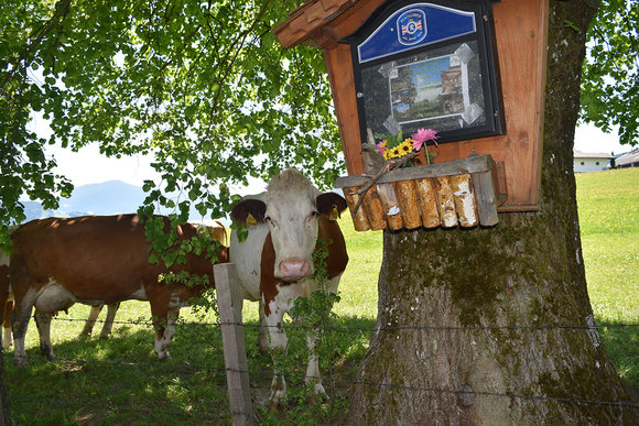 At the top of Do Re Mi Mountain... the cows come to sing a long