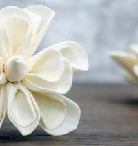 Dainty Daisy Flower