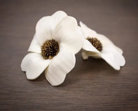 Heart Daisy Flower