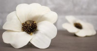 Heart Daisy Flower