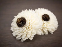 Sun Zinnia Flower