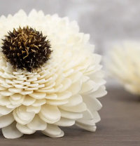 Sun Zinnia Flower