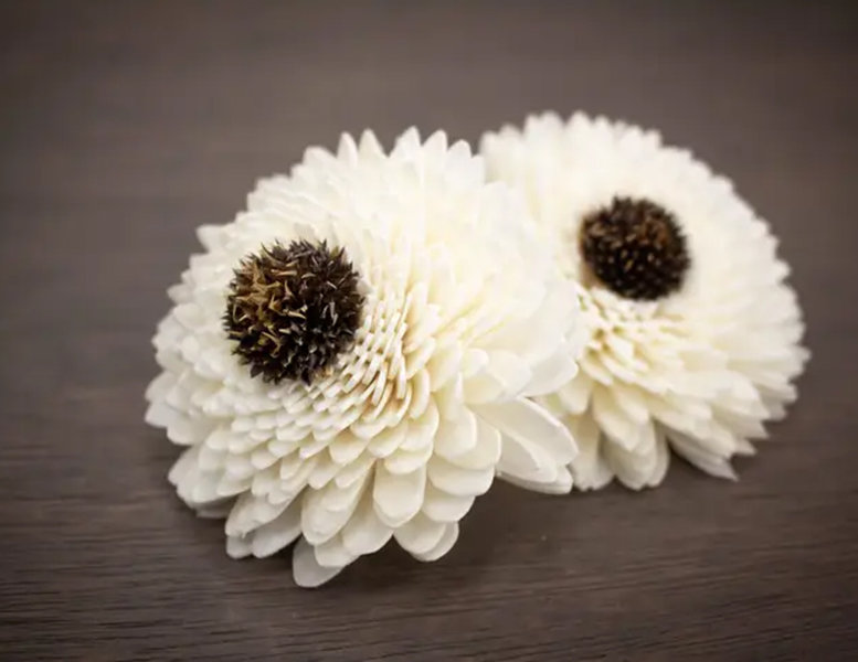 Sun Zinnia Flower
