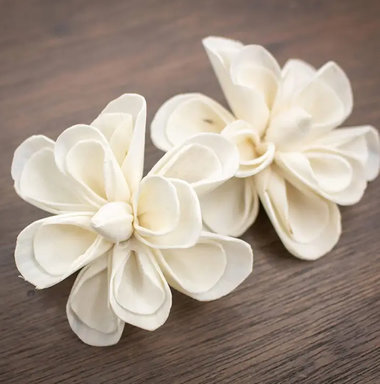 Dainty Daisy Flower