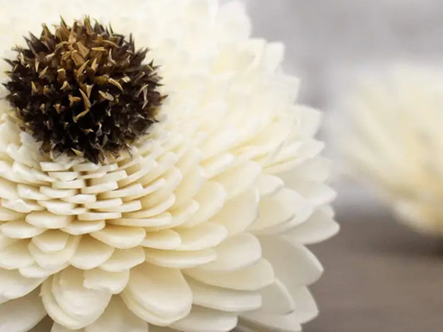 Sun Zinnia Flower