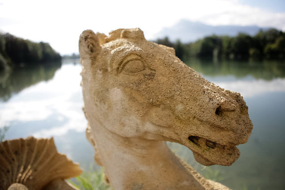 The Seahorses